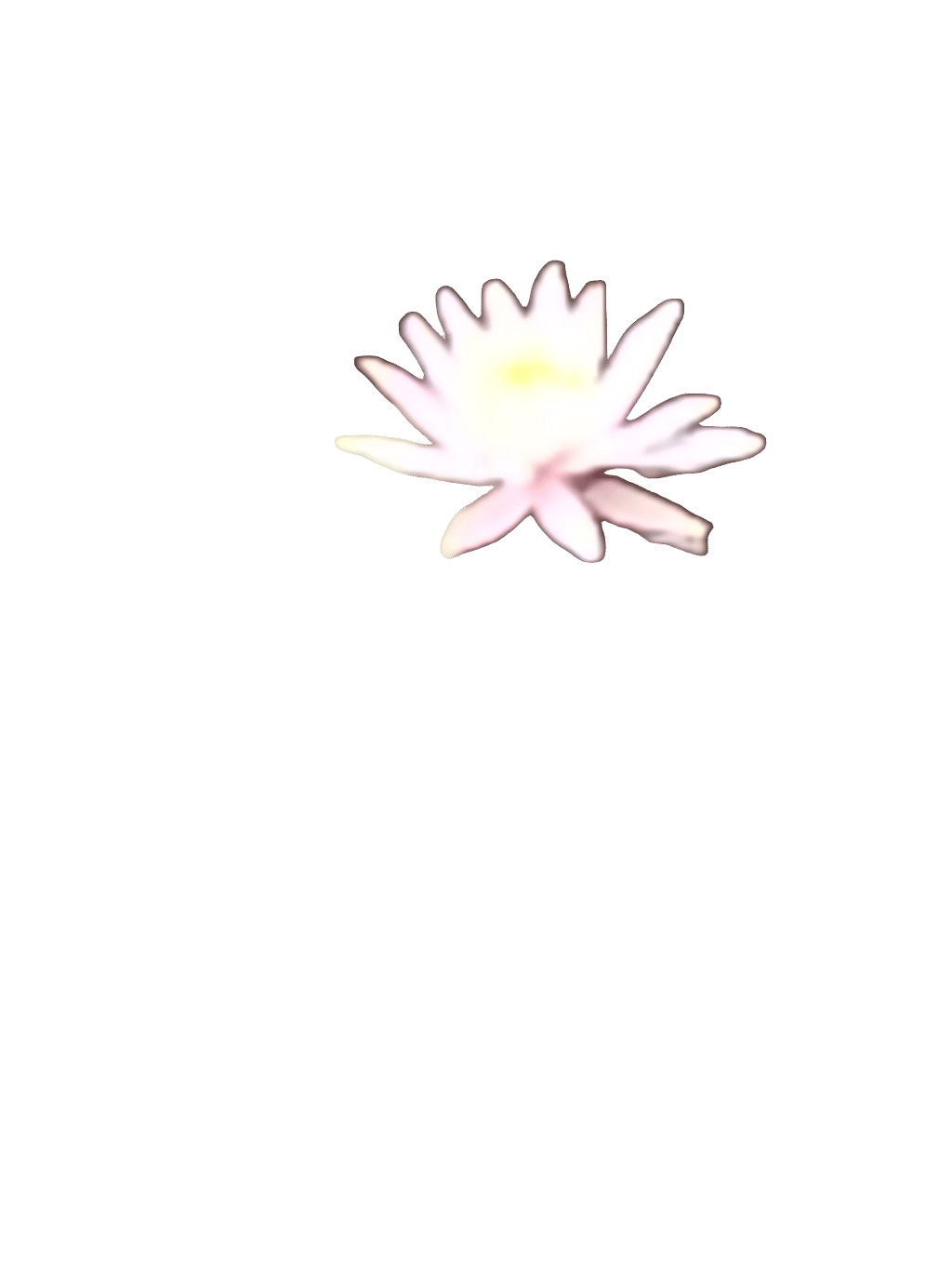 Water Lily, a captured specimen