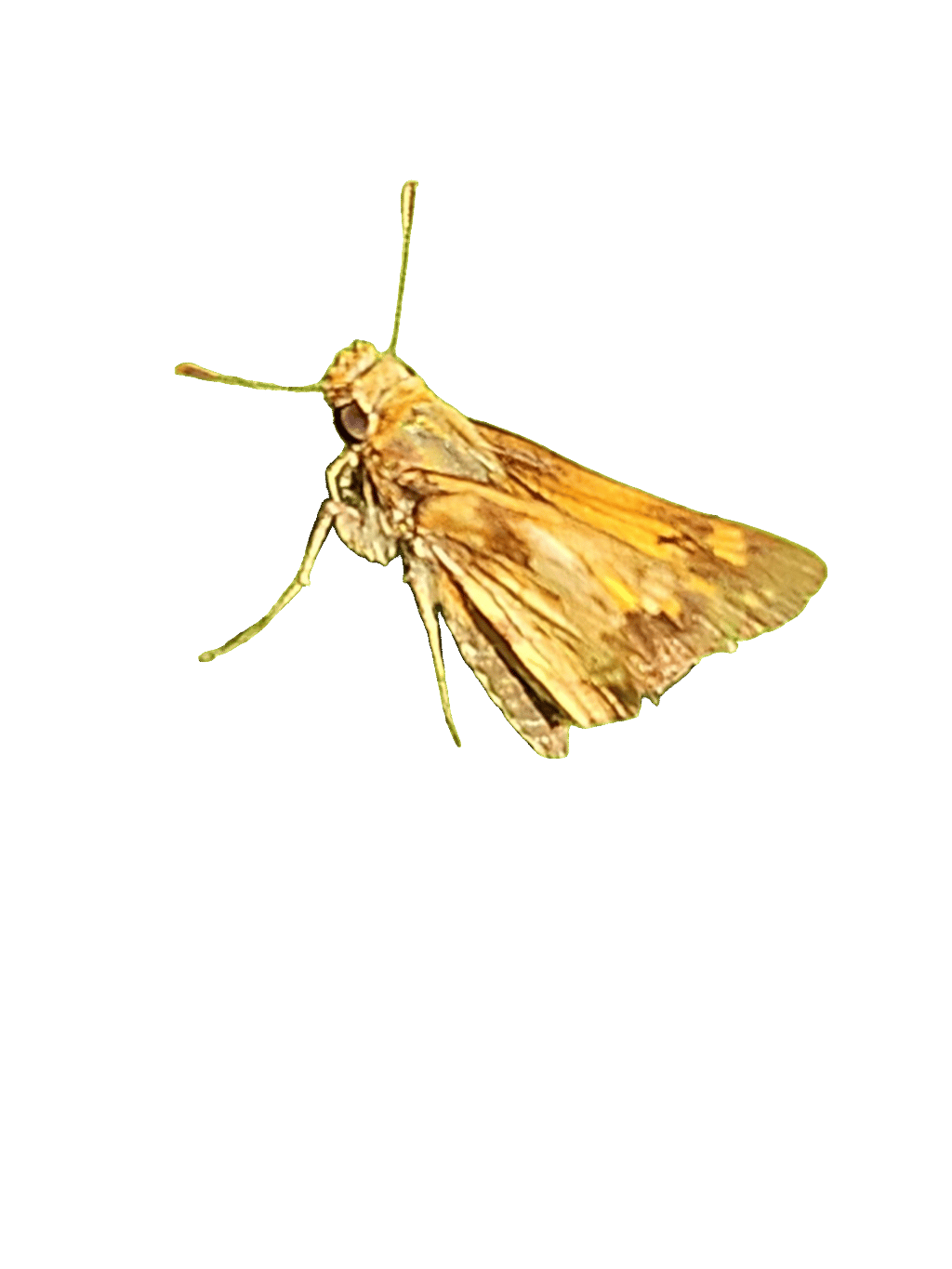 Skipper, a captured specimen