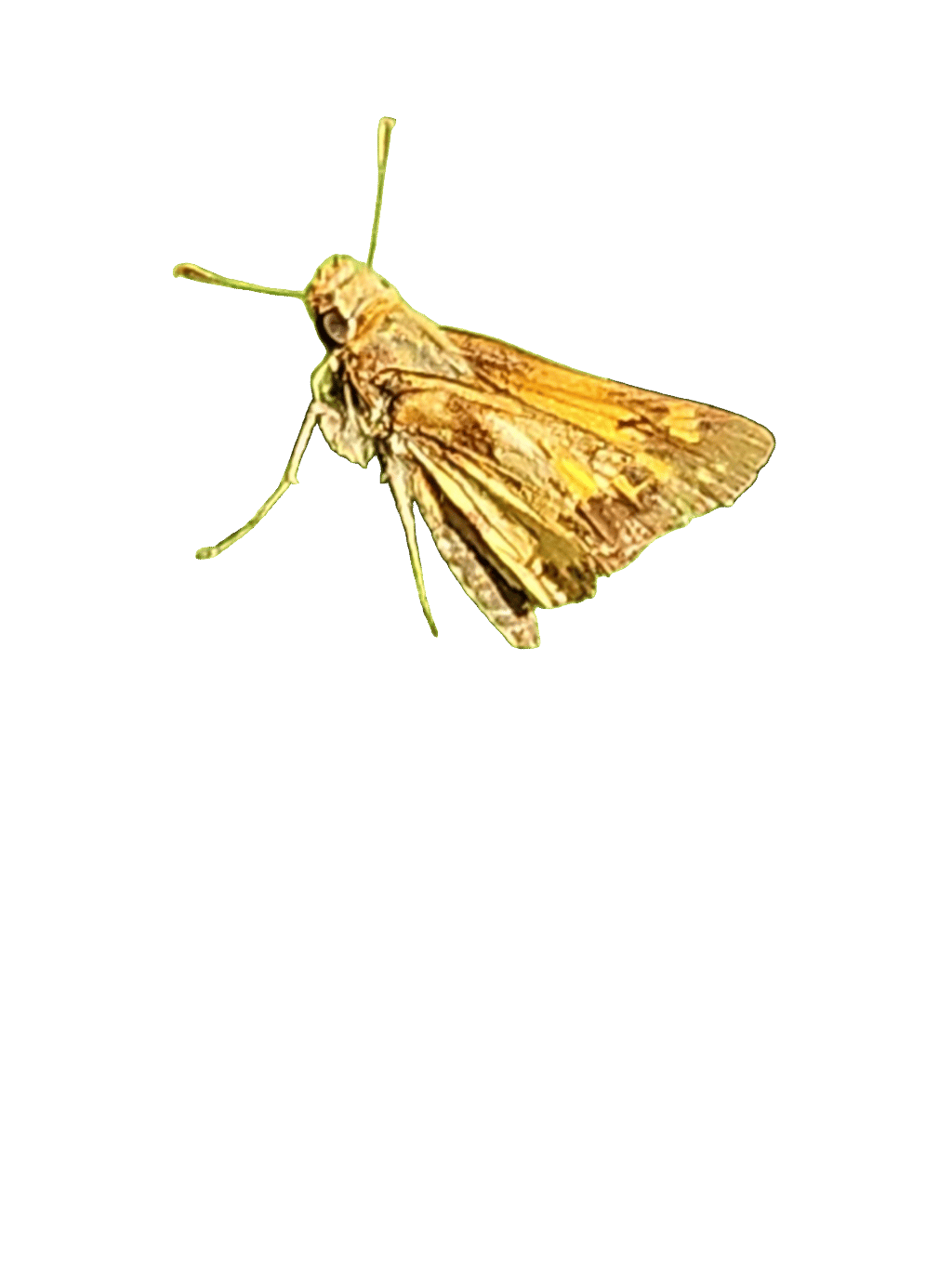Sachem, a captured specimen