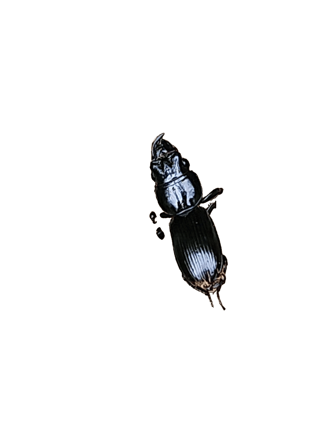 Ground Beetle, a recorded specimen