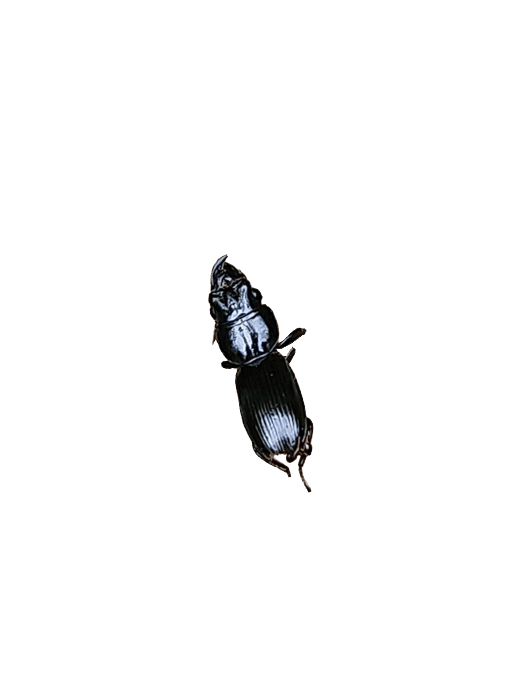 Ground Beetle