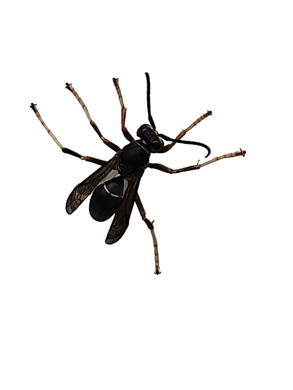 Paper Wasp, a recorded specimen