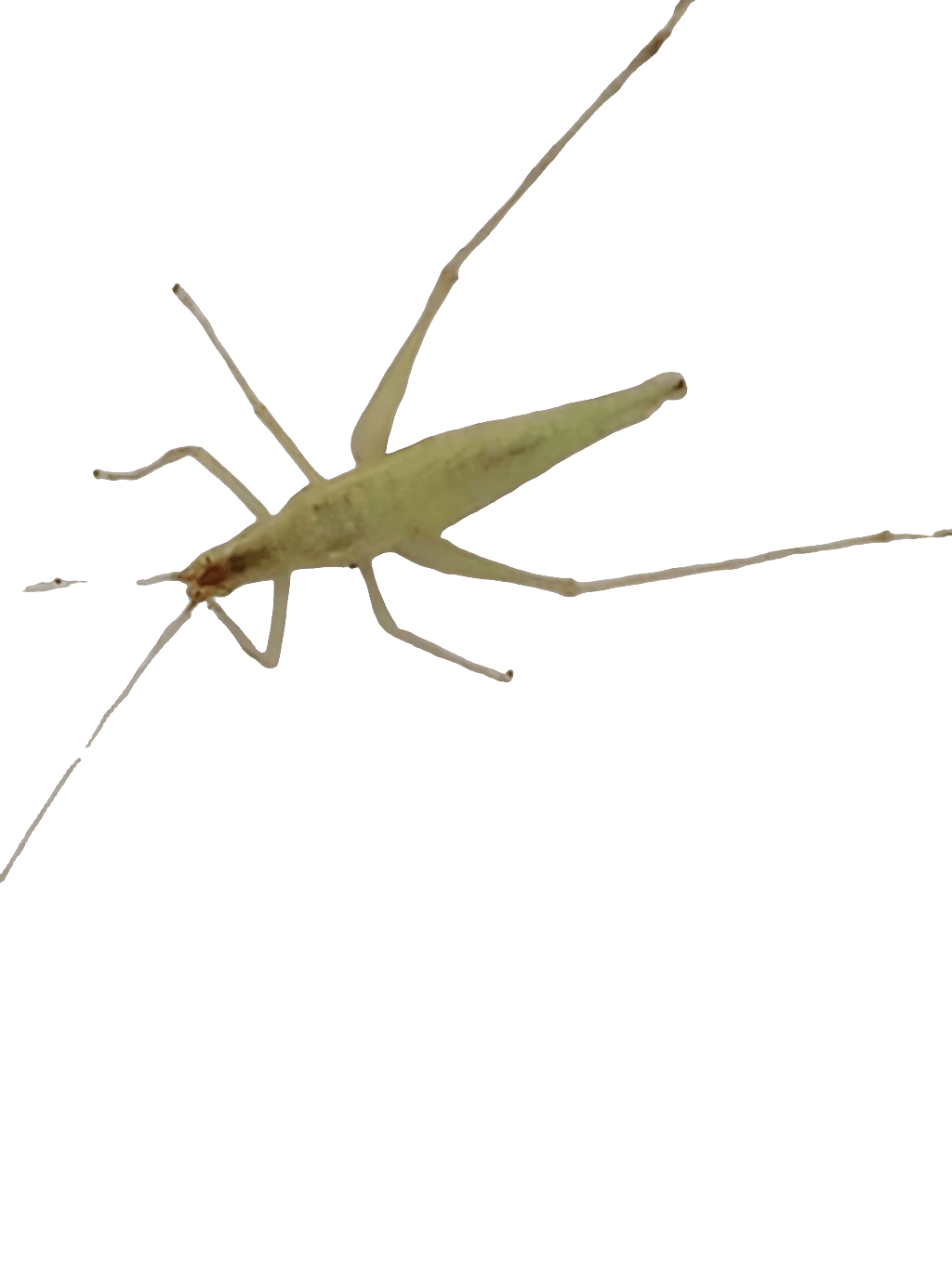 Camel Cricket