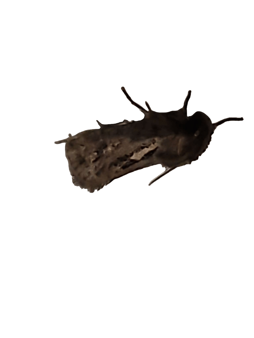 Moth, a recorded specimen