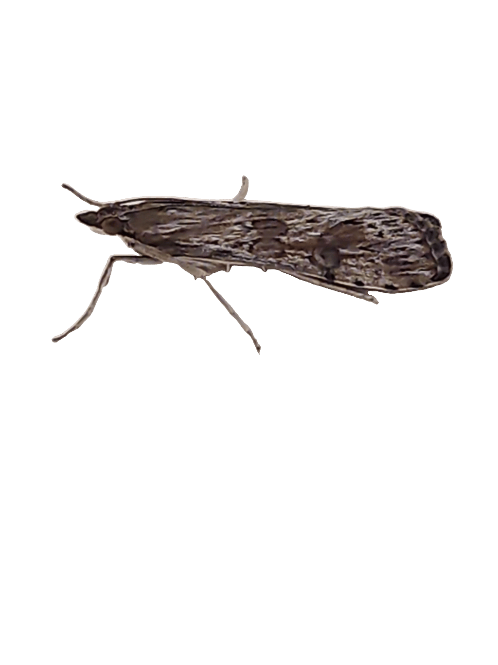 Moth, a recorded specimen
