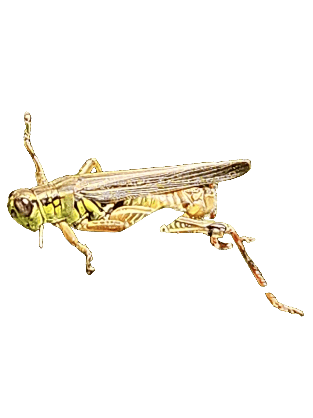 Grasshopper, a recorded specimen