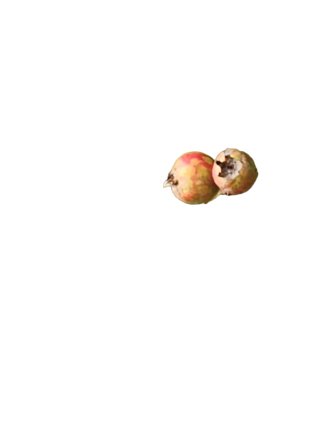 Medlar, a captured specimen
