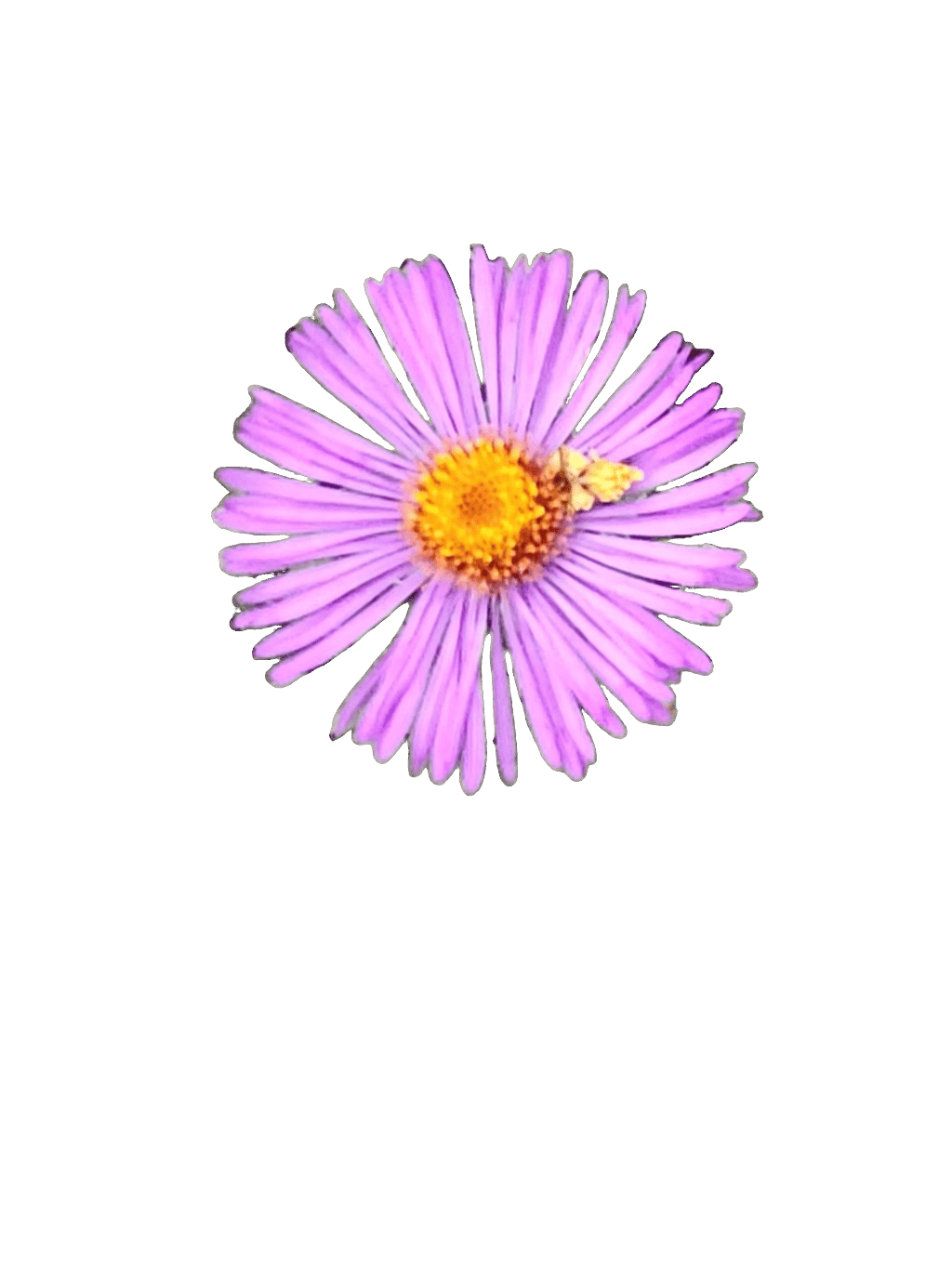 Aster, a captured specimen