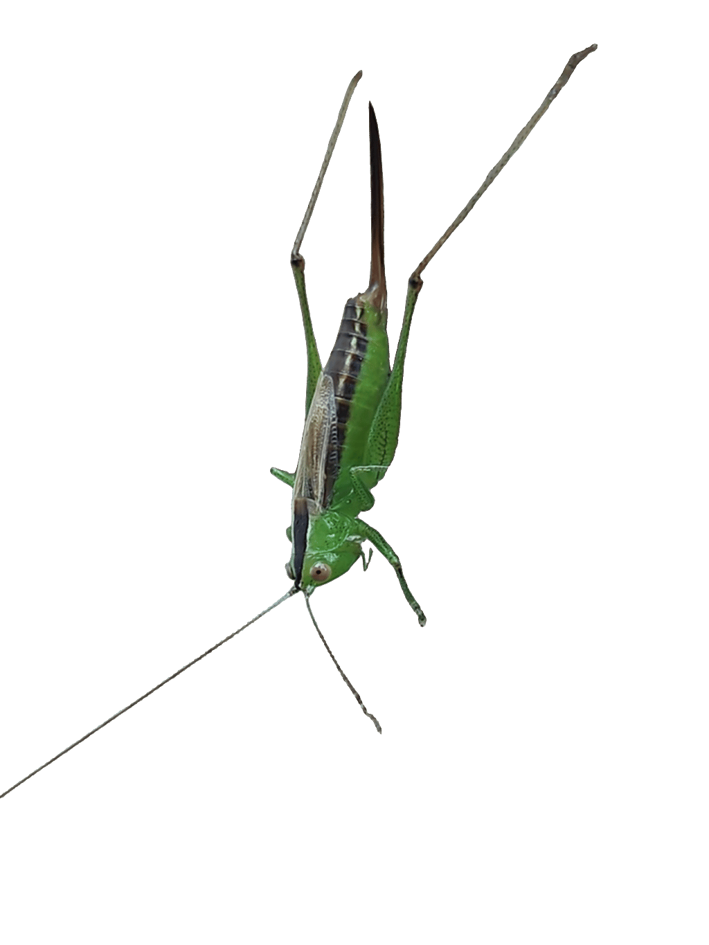 Cricket