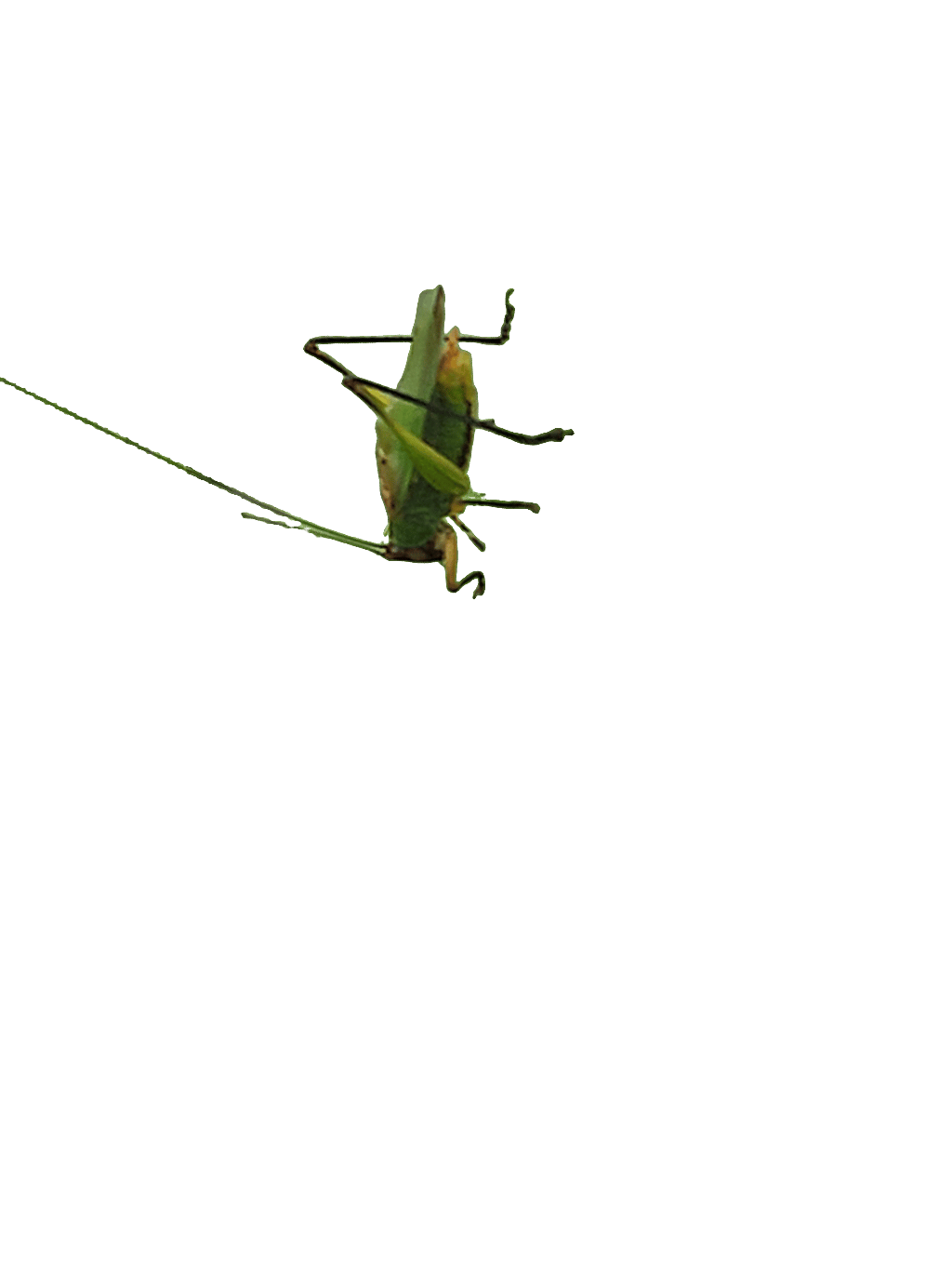 Katydid, a recorded specimen