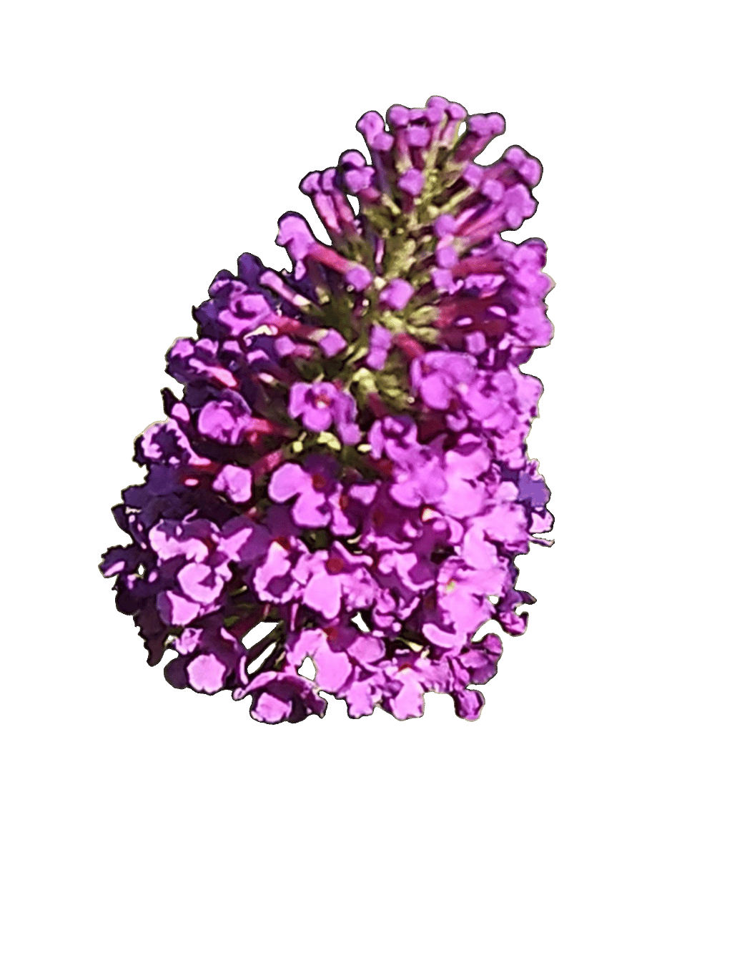 Butterfly Bush, a captured specimen