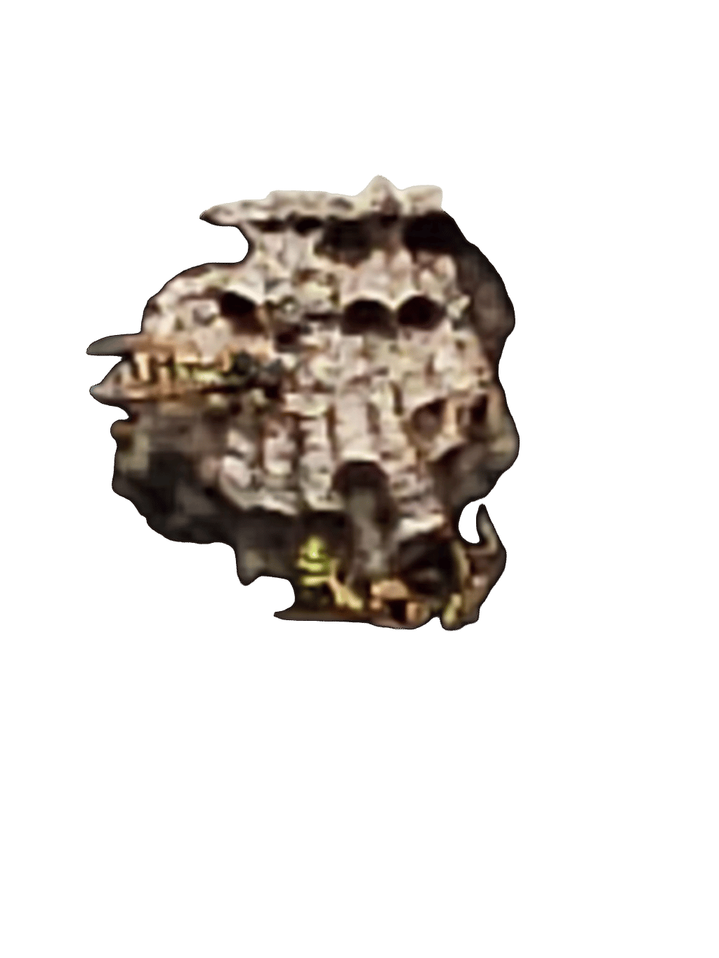 Paper Wasp, a recorded specimen