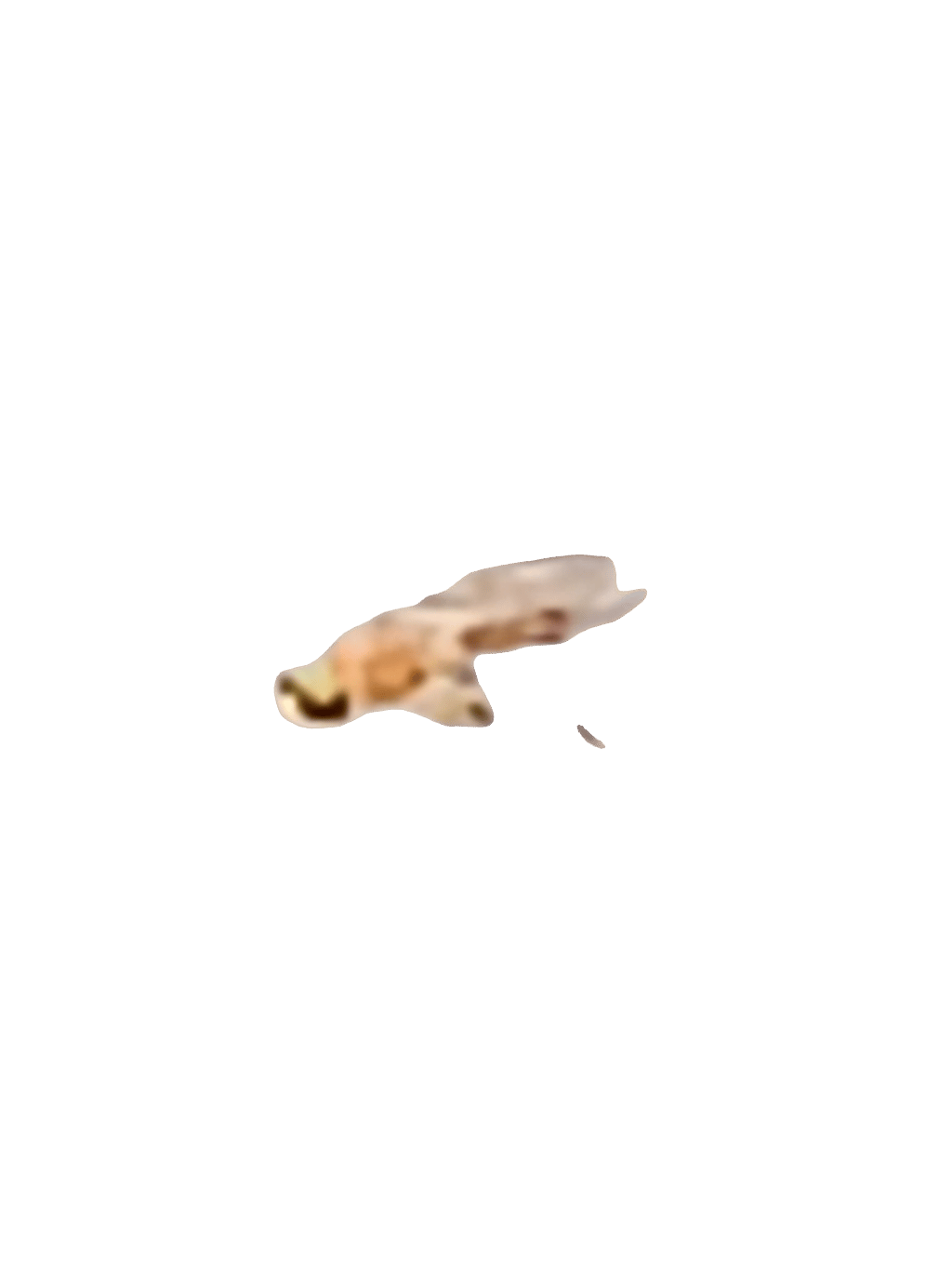 Fly, a recorded specimen