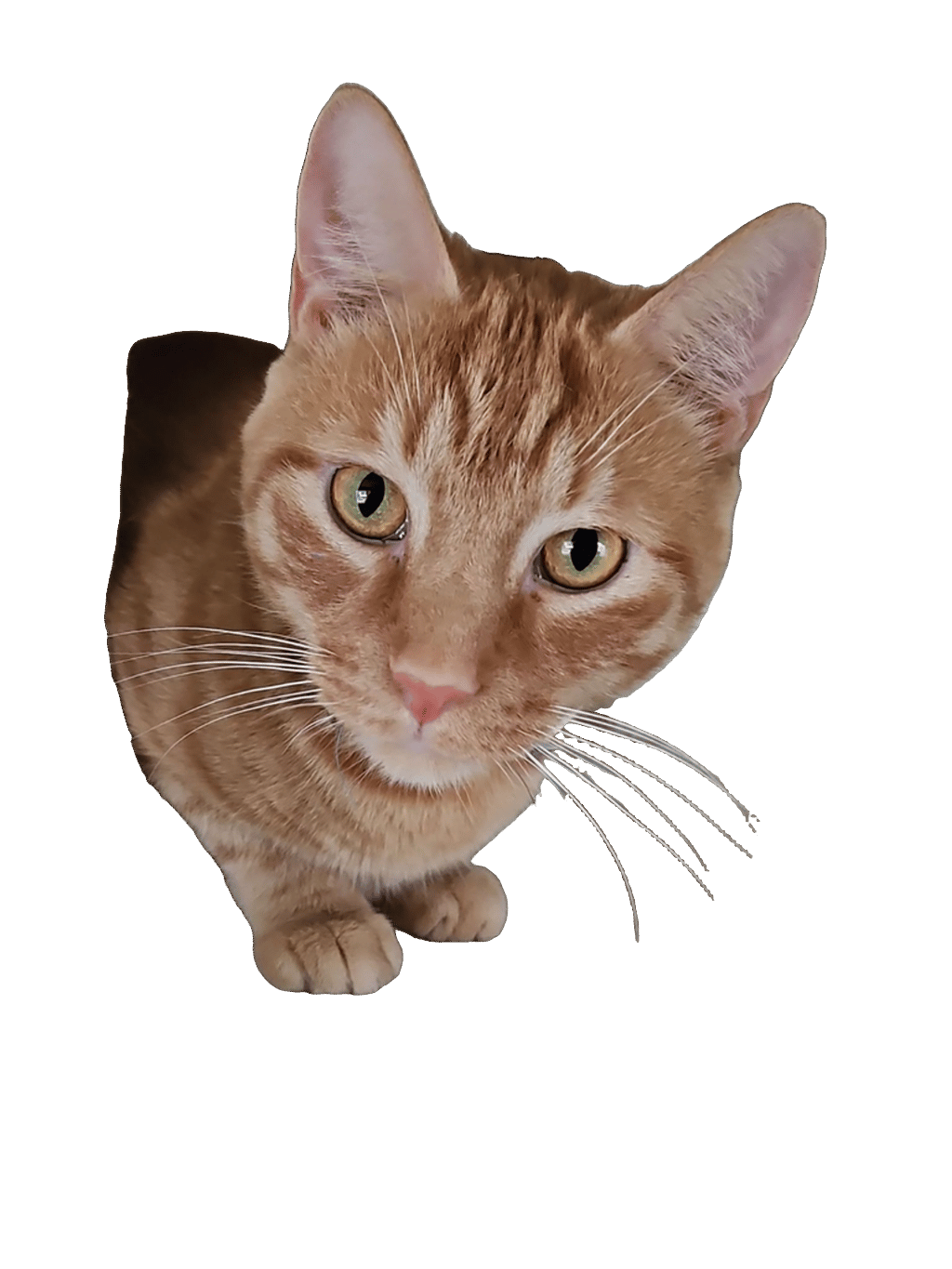 Orange Tabby, a captured specimen