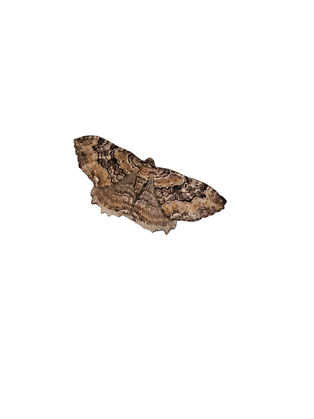Moth, a recorded specimen