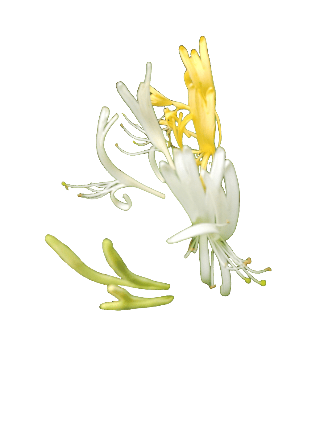 Honeysuckle