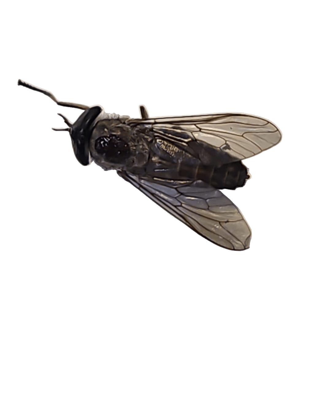 Robber Fly, a recorded specimen