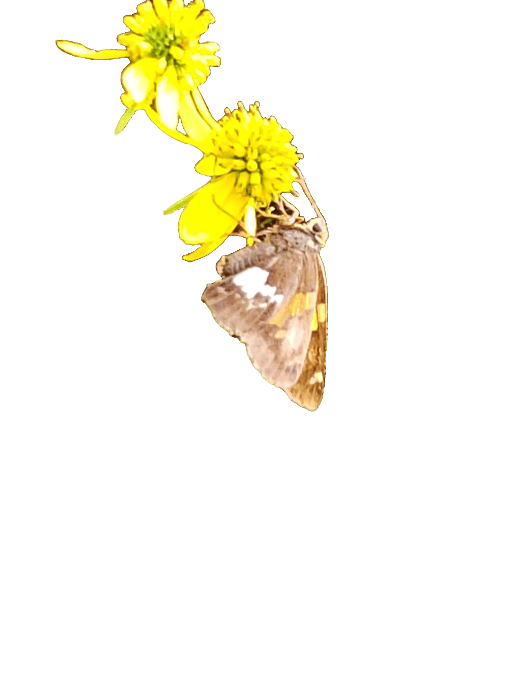 Marbled White Butterfly, a captured specimen