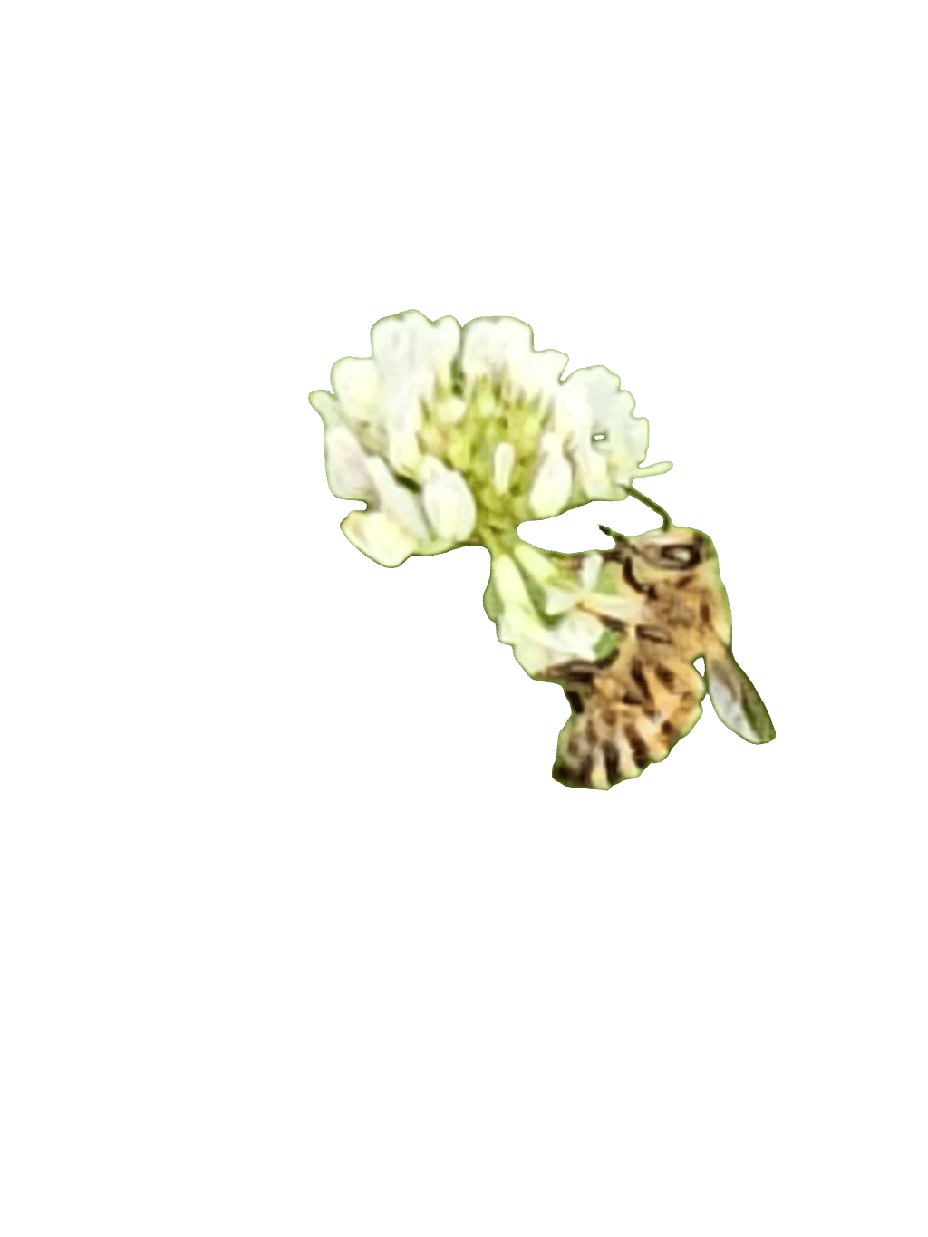 Honey Bee