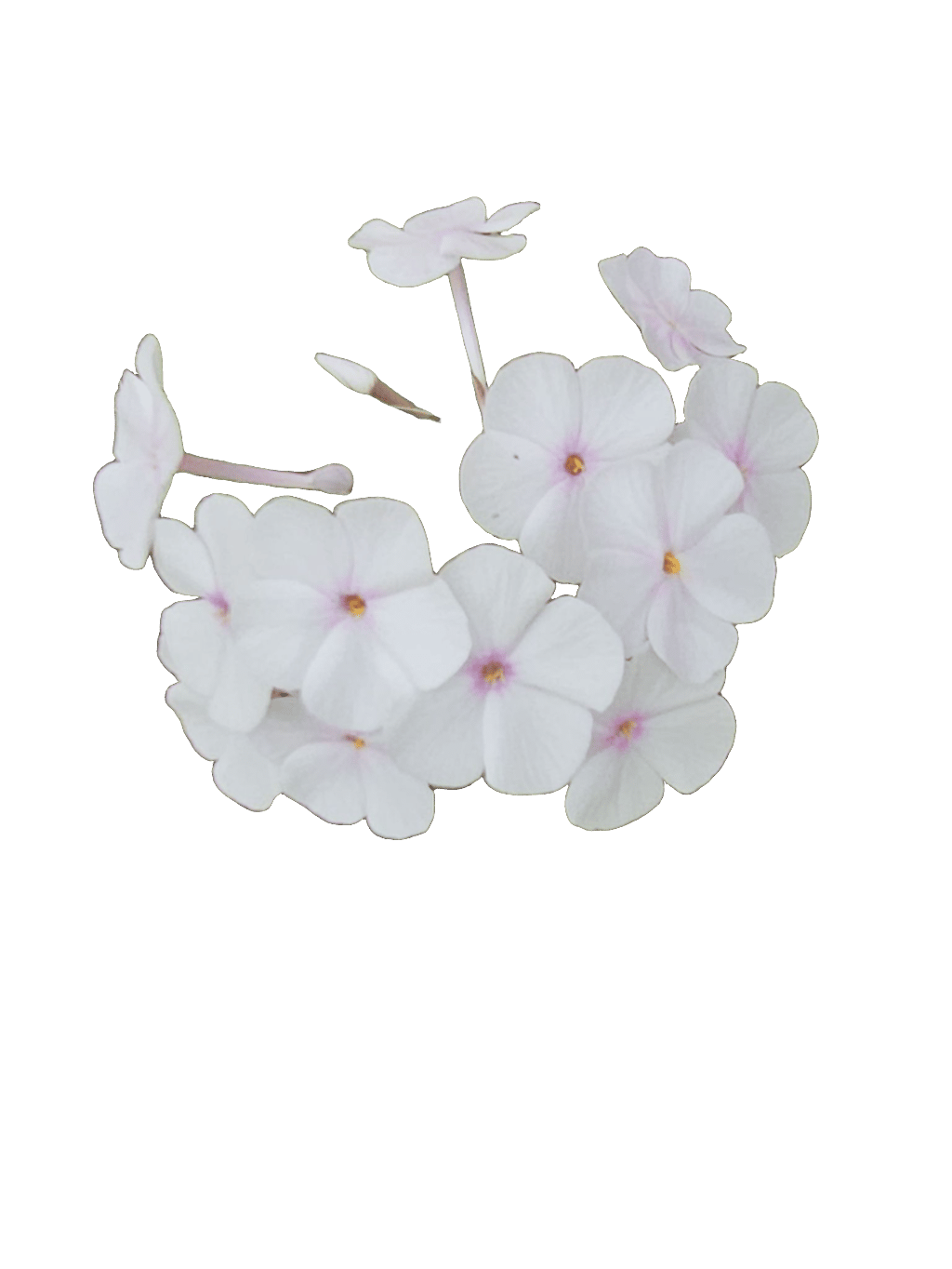 Phlox, a recorded specimen
