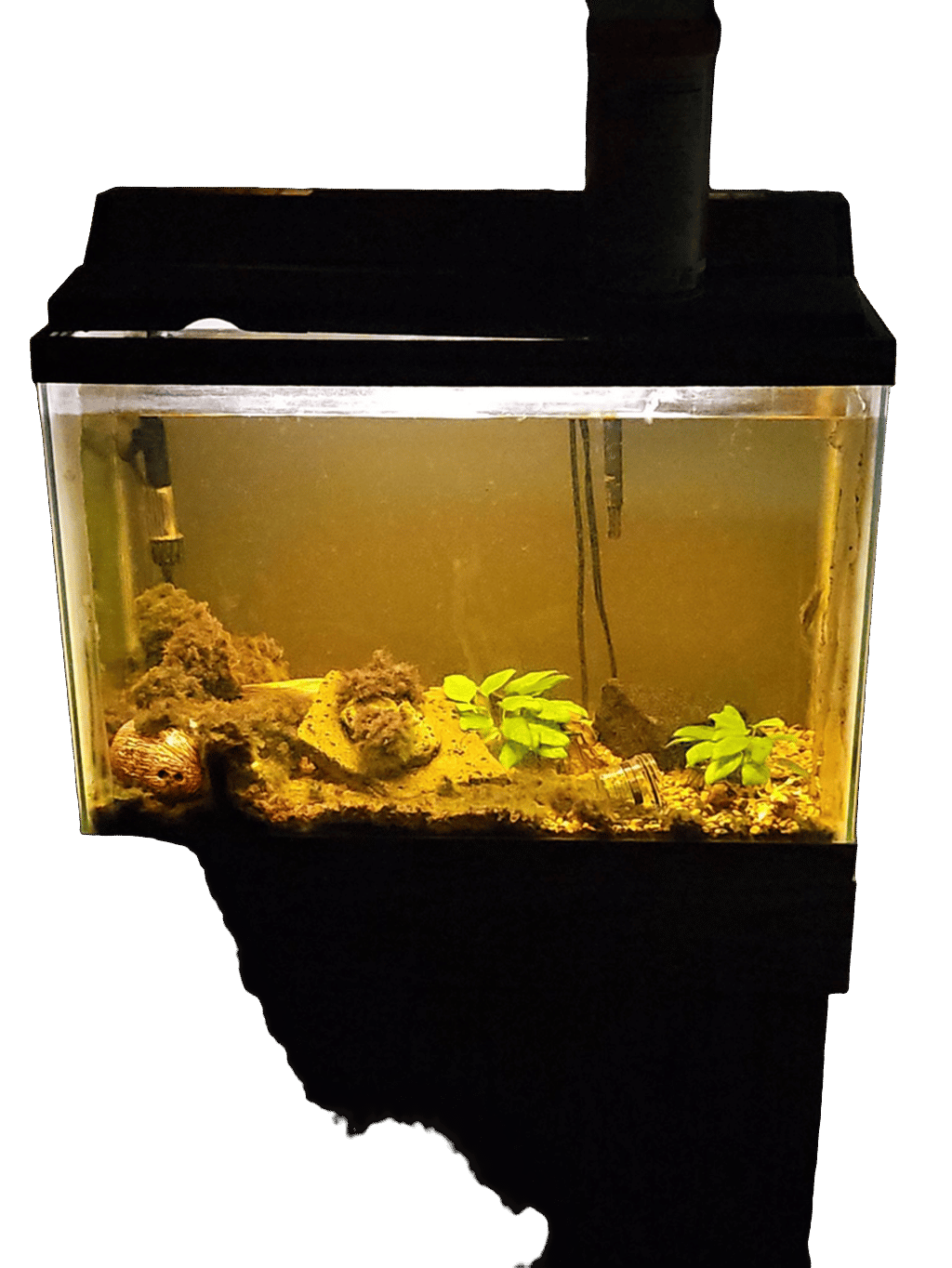 Java Fern, a recorded specimen