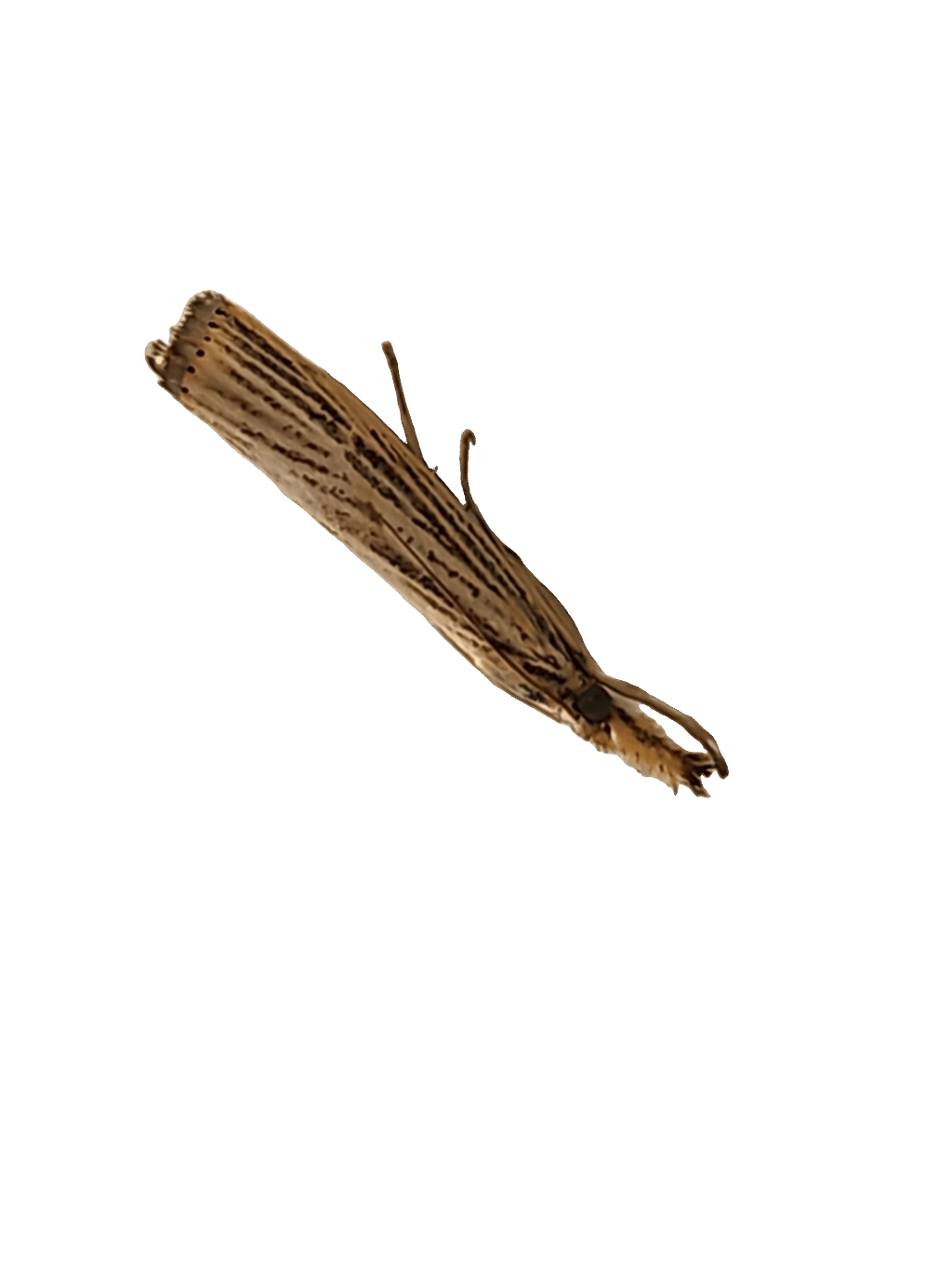 Moth, a recorded specimen