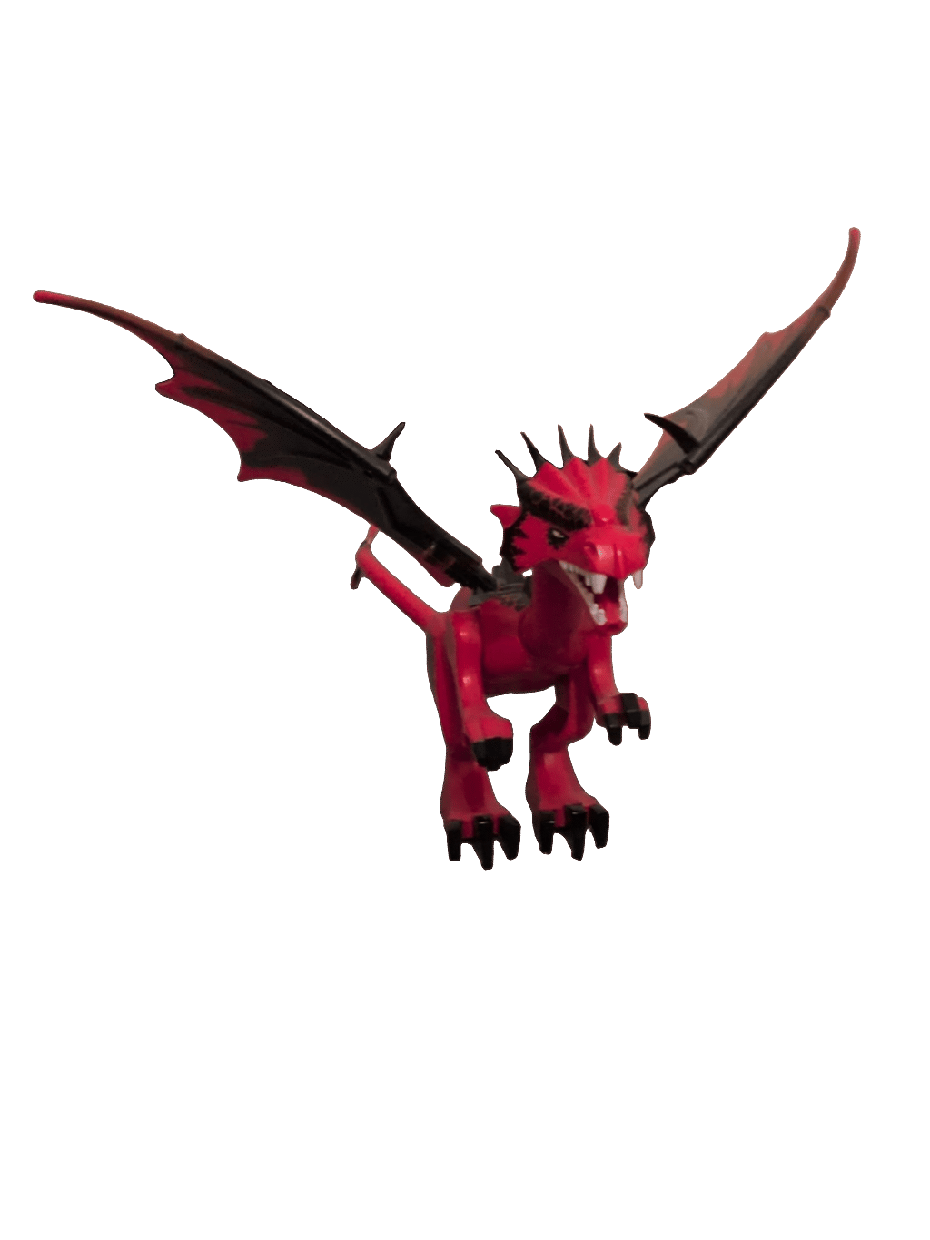 Toy Dragon, a captured specimen