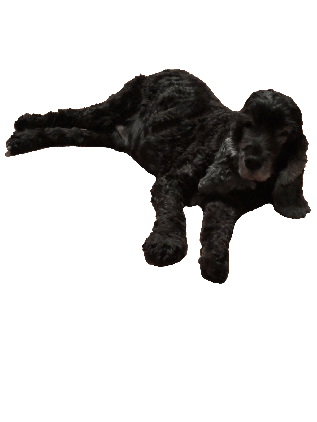 Poodle, a captured specimen