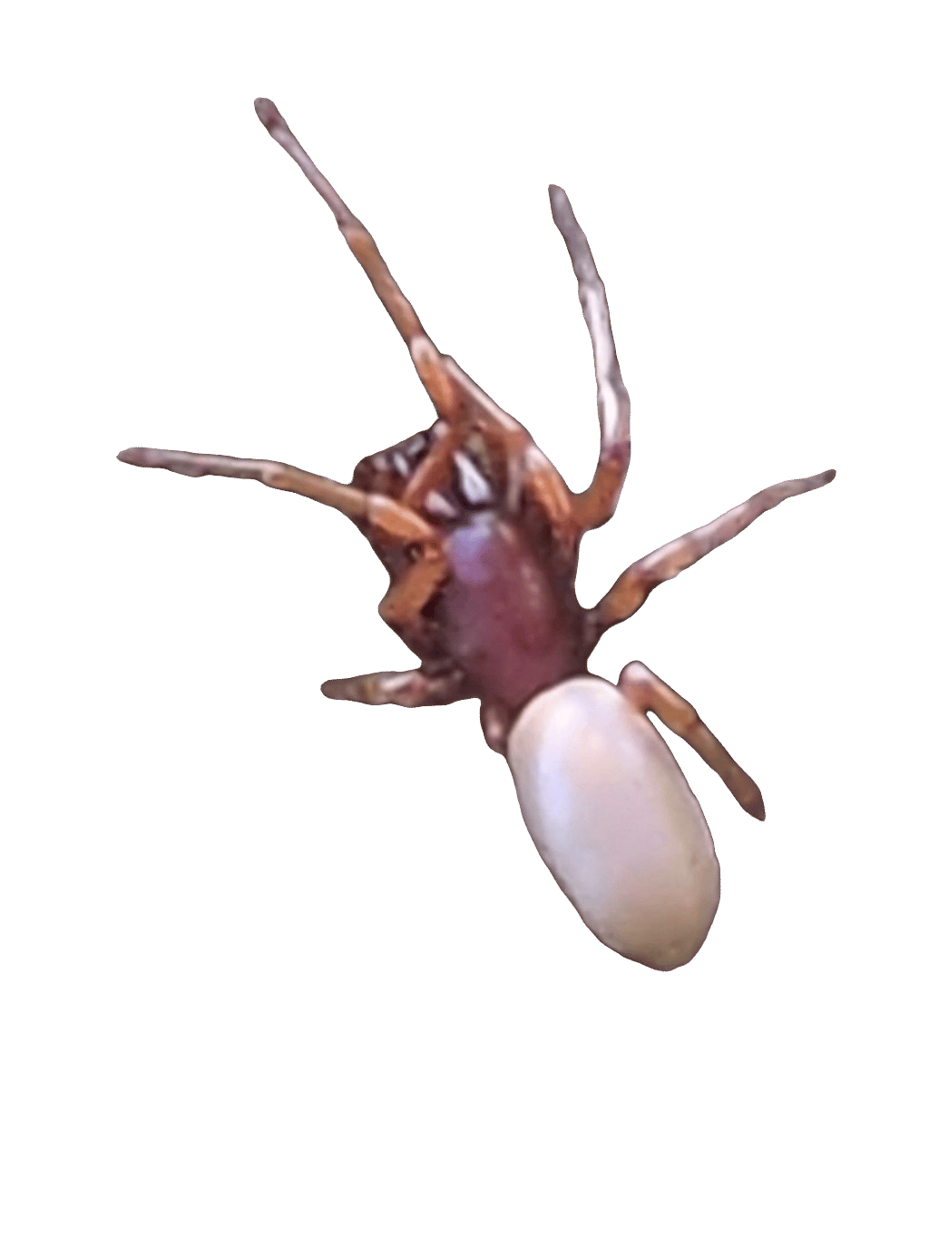 Woodlouse Spider