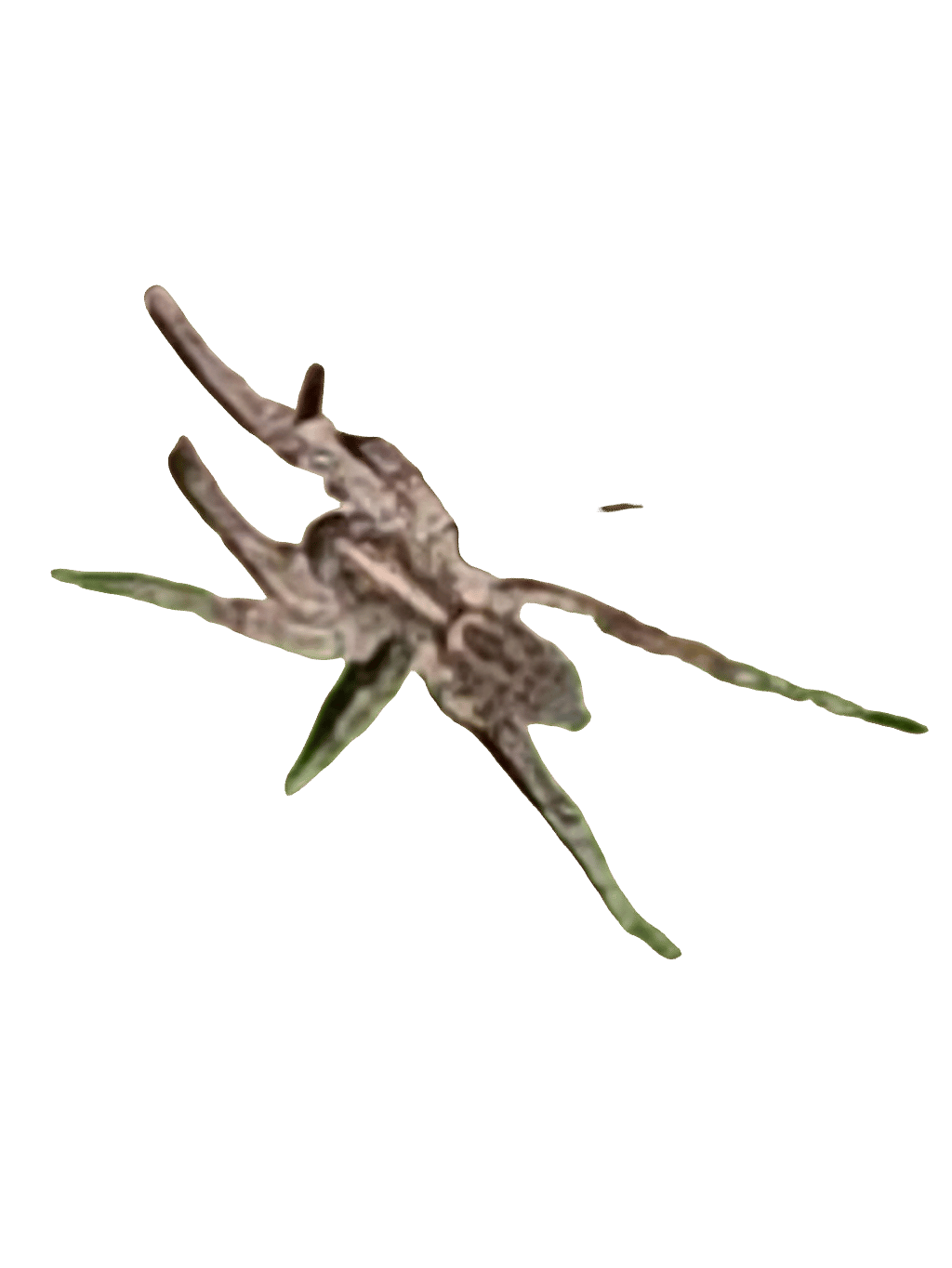 Robber Fly, a recorded specimen