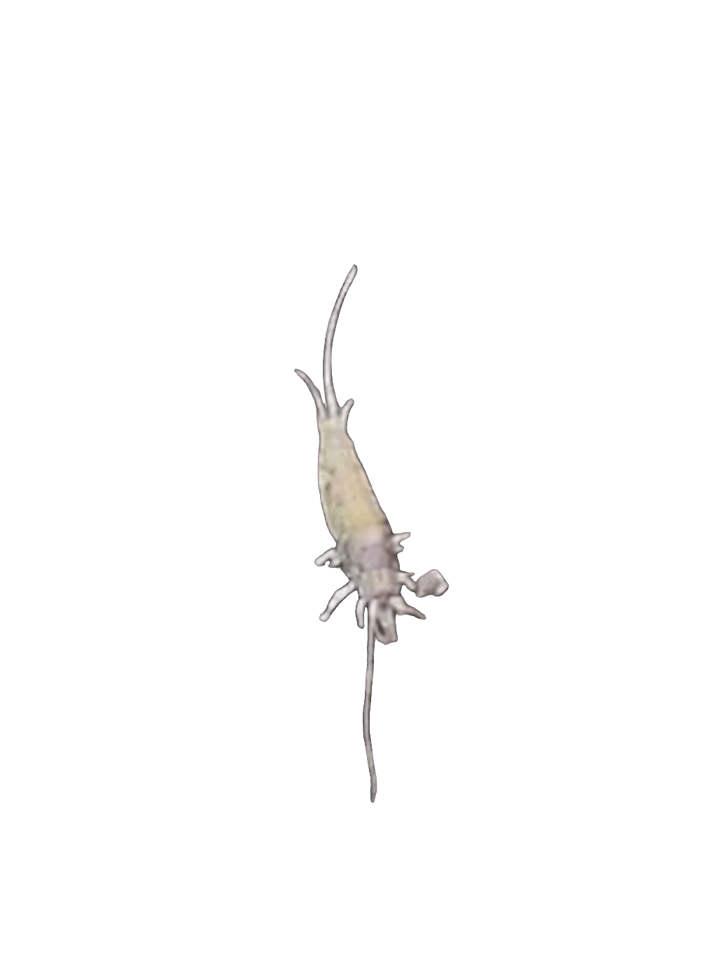 Silverfish