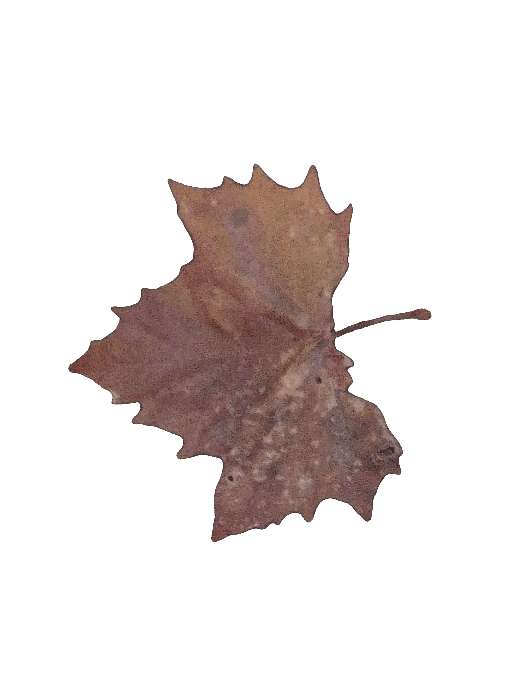 Sycamore Leaf, a recorded specimen