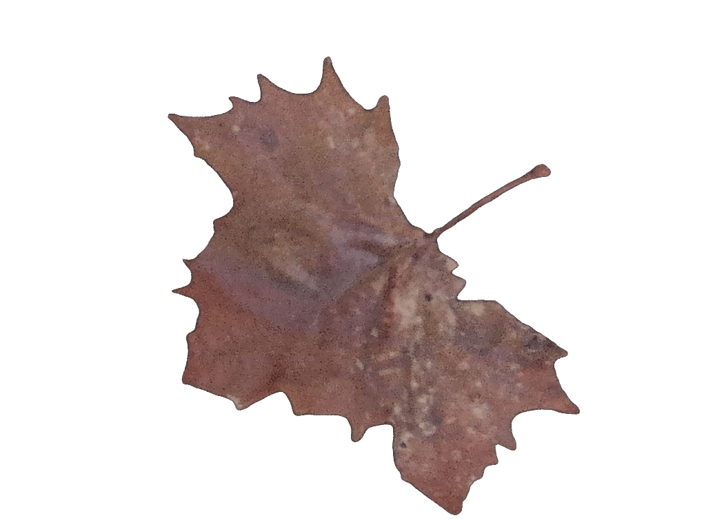 Sycamore Leaf, a recorded specimen