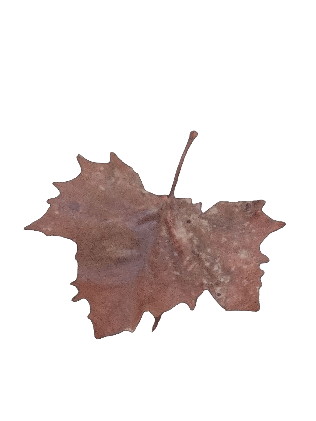Oak Leaf, a captured specimen