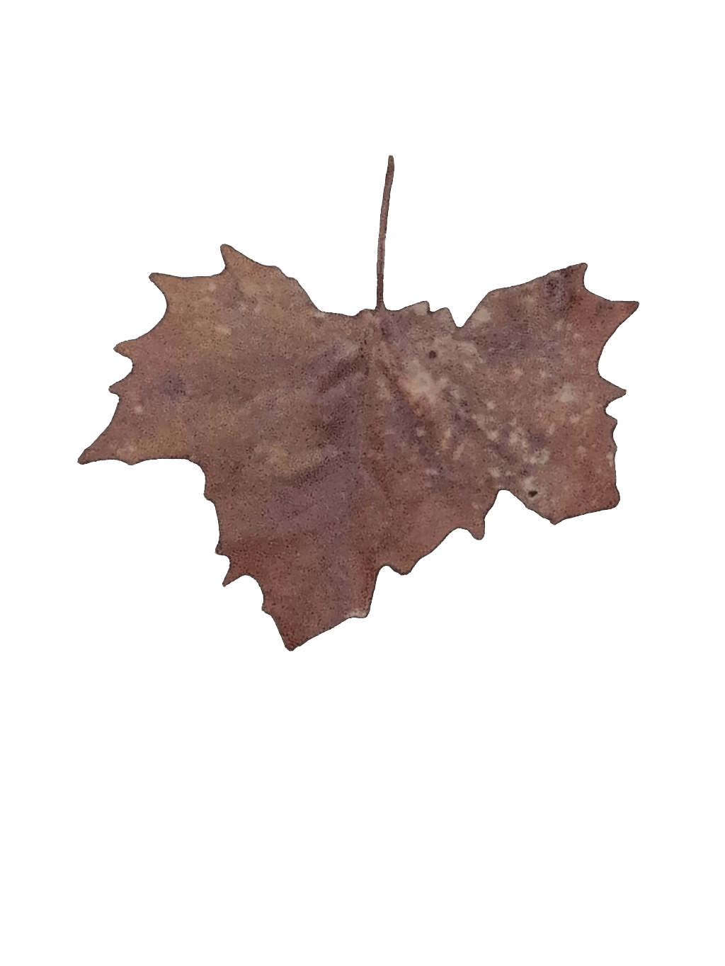 Sycamore Leaf, a recorded specimen