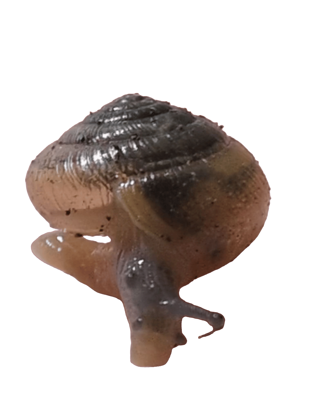 Dome Snail, a captured specimen