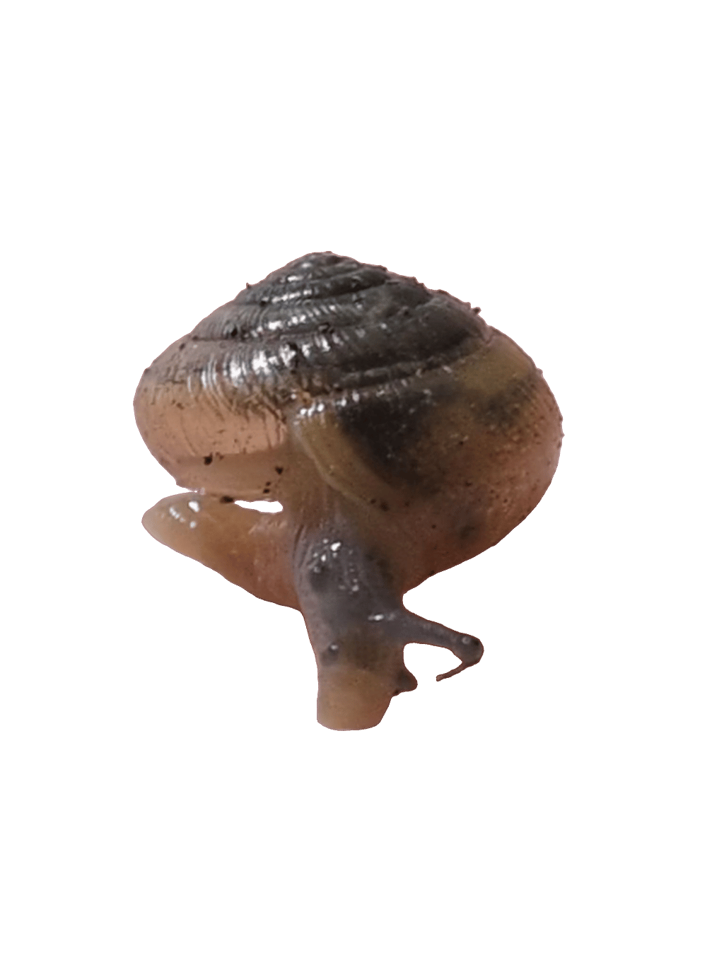 Snail