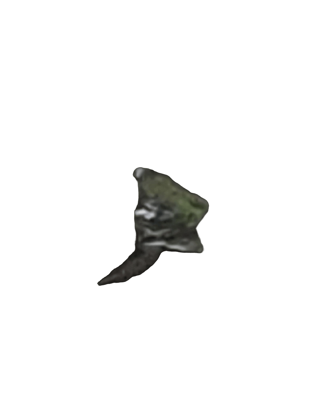 Tree Frog, a captured specimen