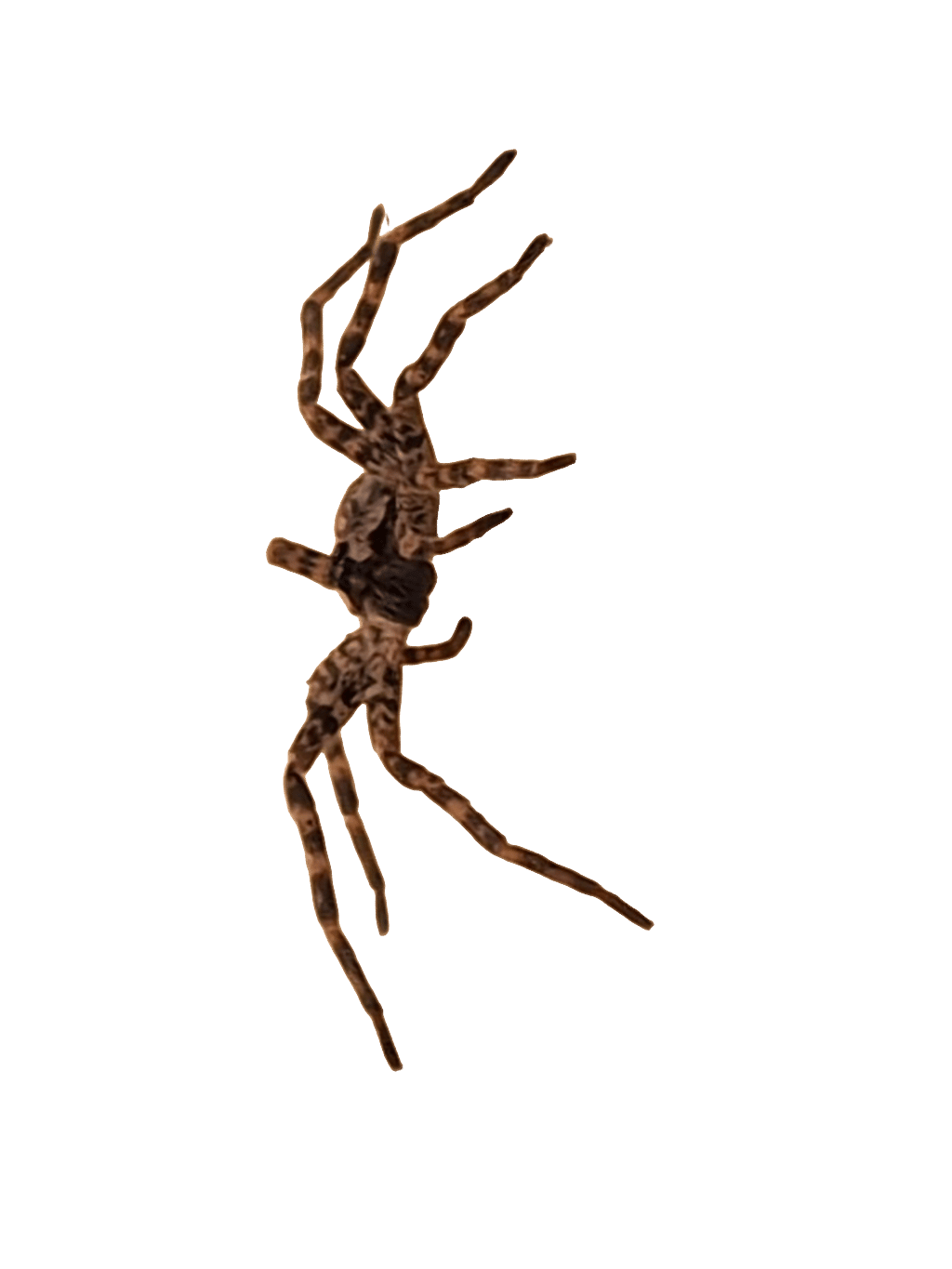 Fishing Spider, a captured specimen