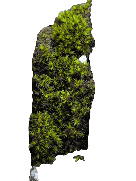 Moss, a captured specimen