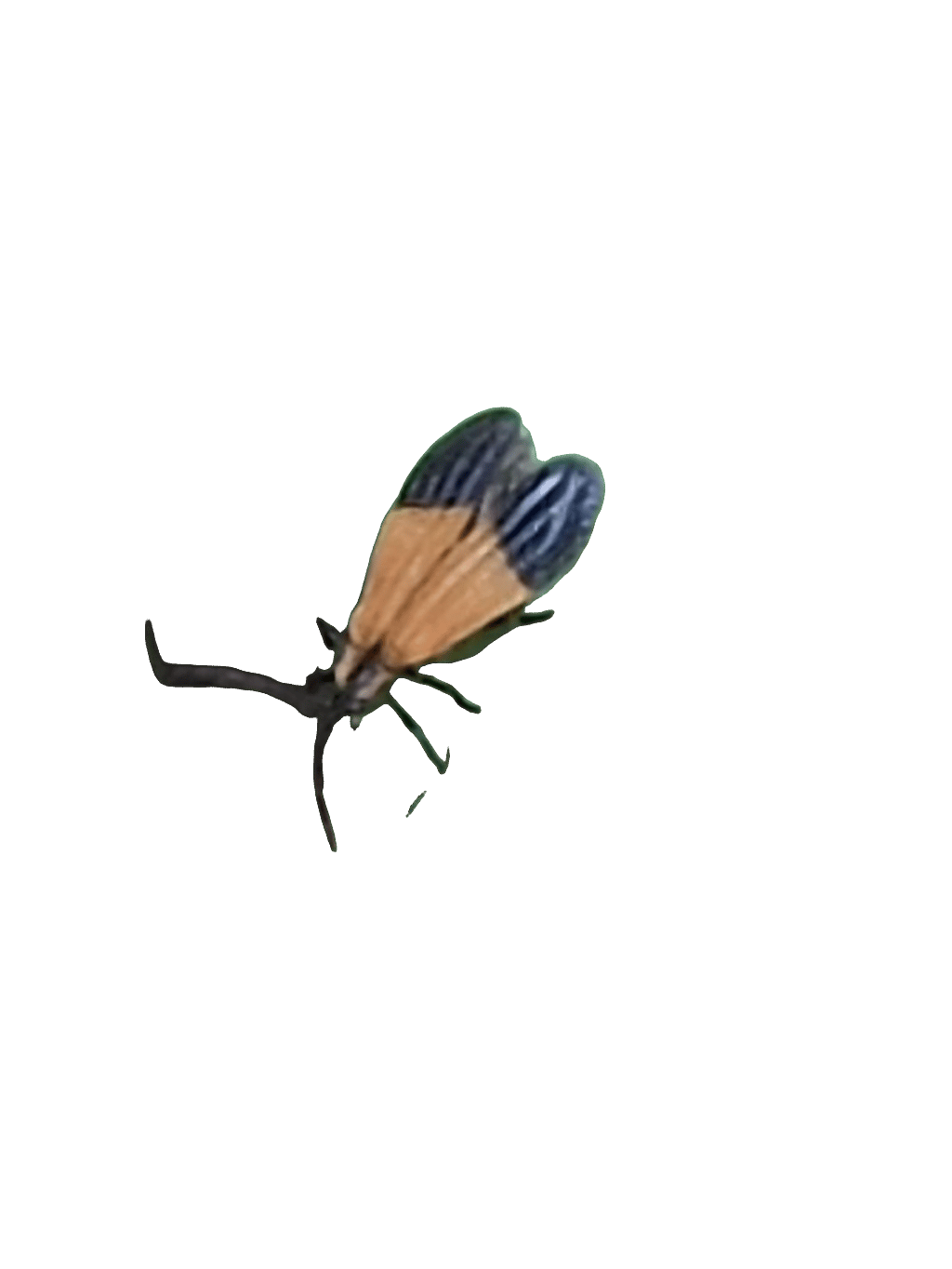 Net-Winged Beetle, a captured specimen
