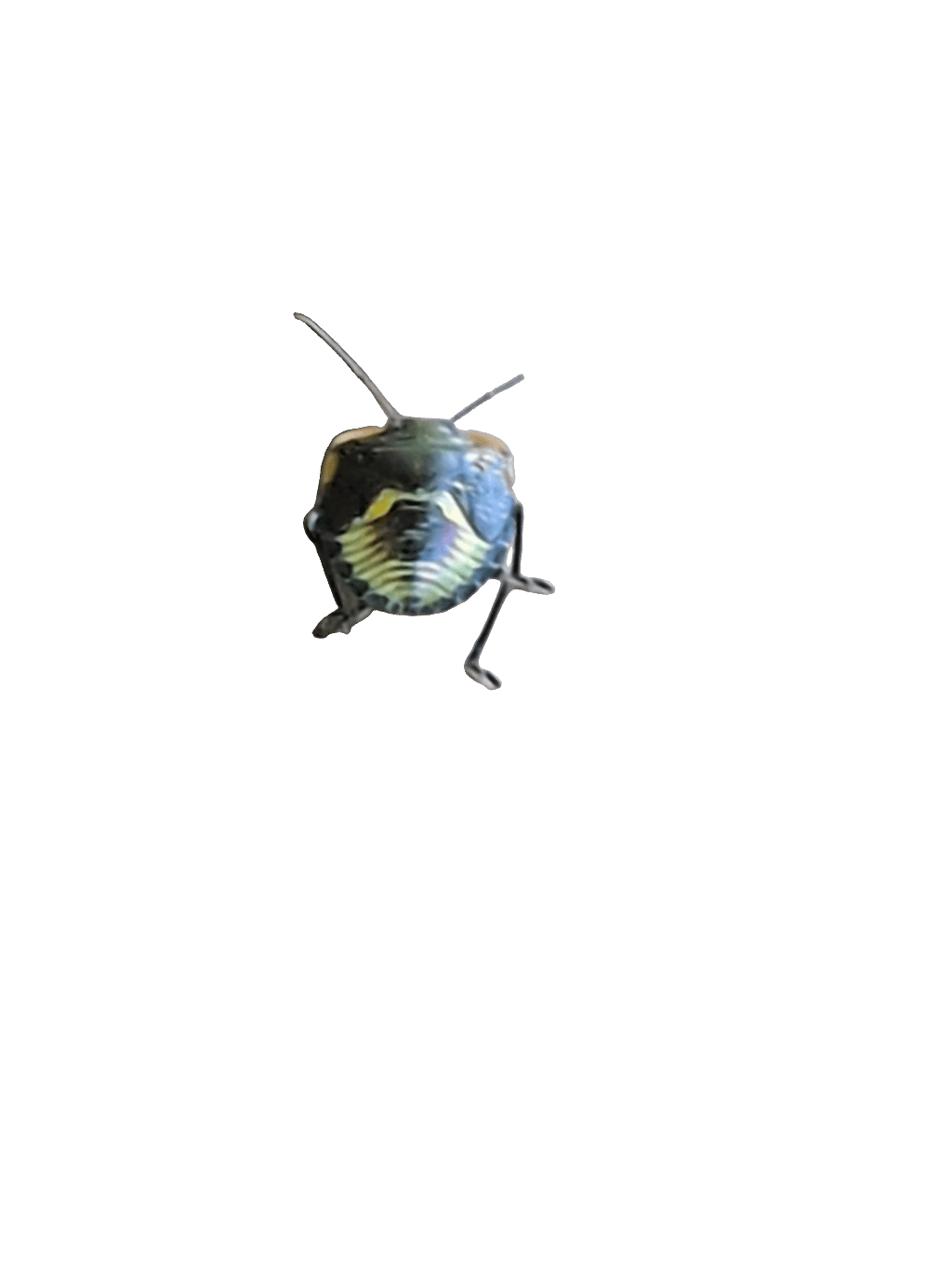 Stink Bug, a captured specimen