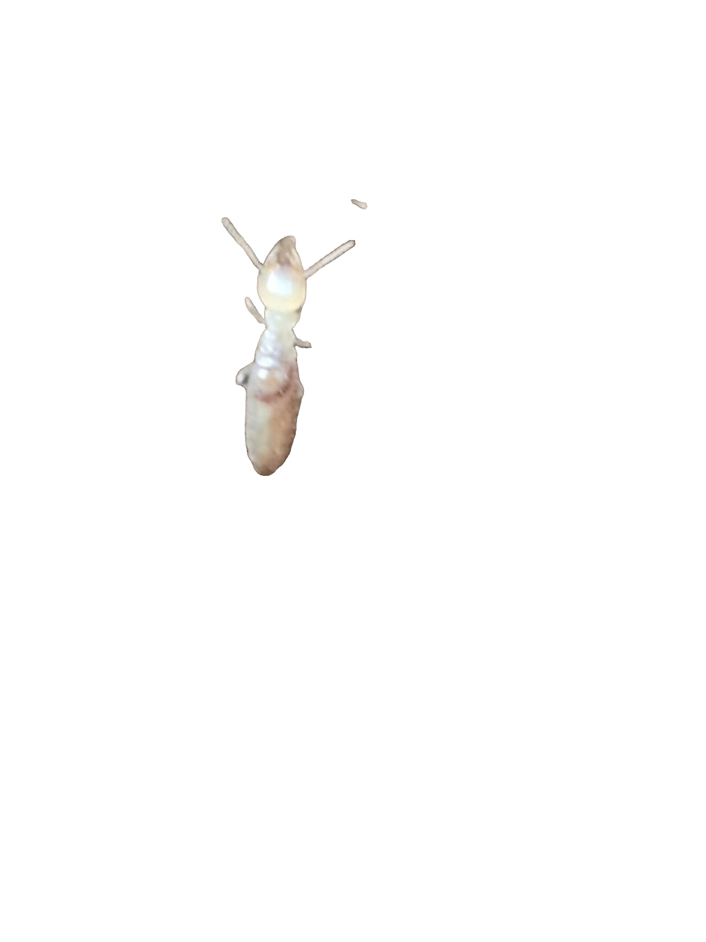 Termite, a captured specimen