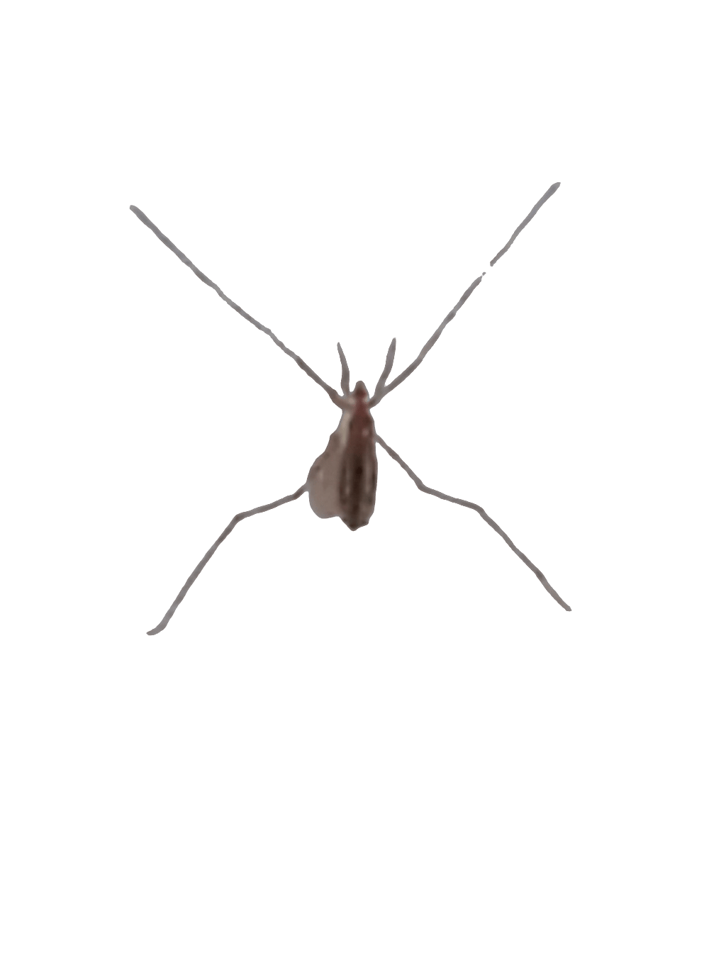 Mosquito Hawk, a captured specimen