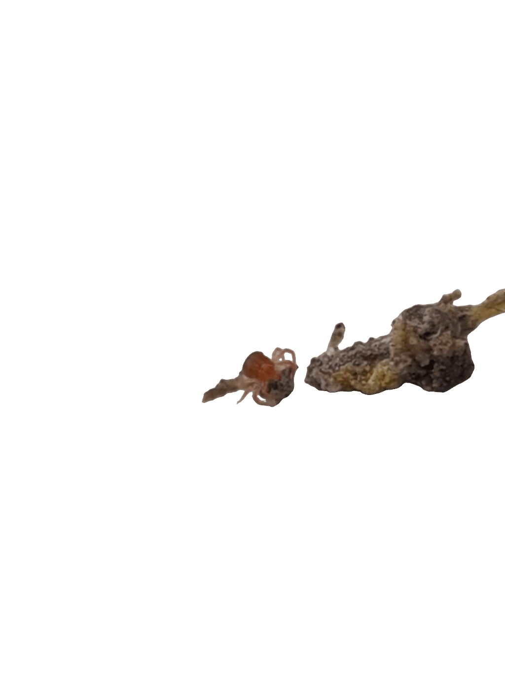 Spider, a recorded specimen