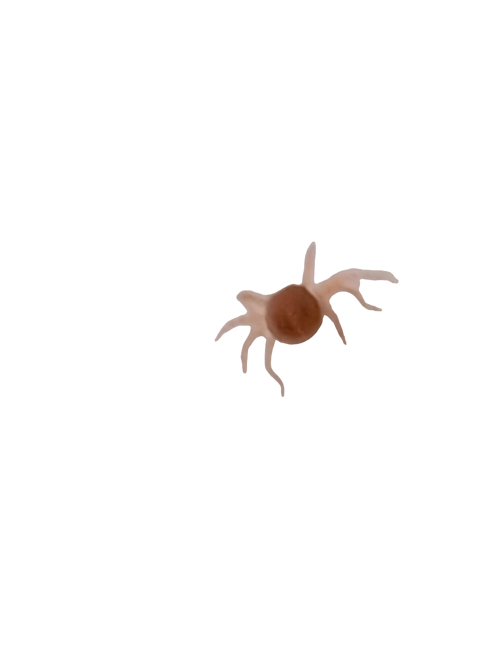 Spider, a recorded specimen