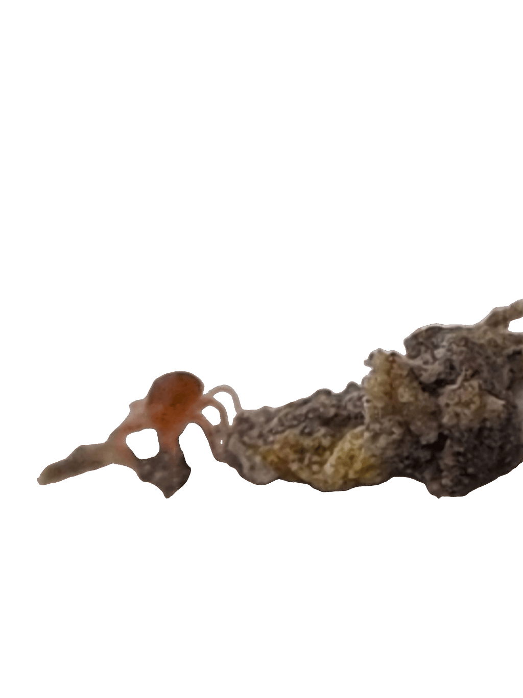 Spider, a recorded specimen