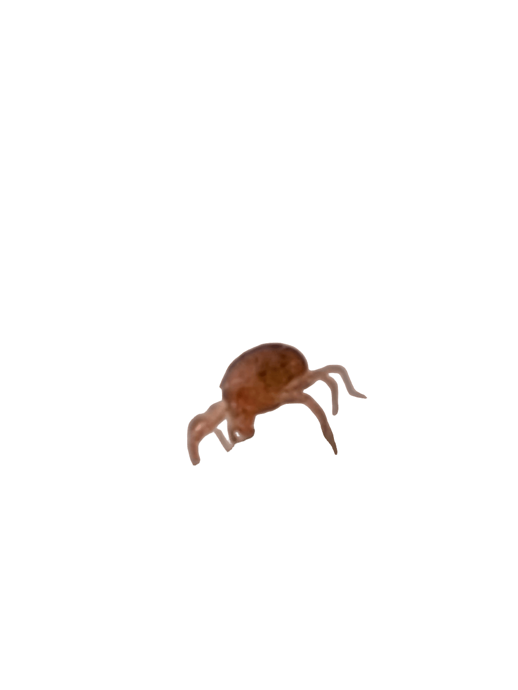 Spider, a recorded specimen