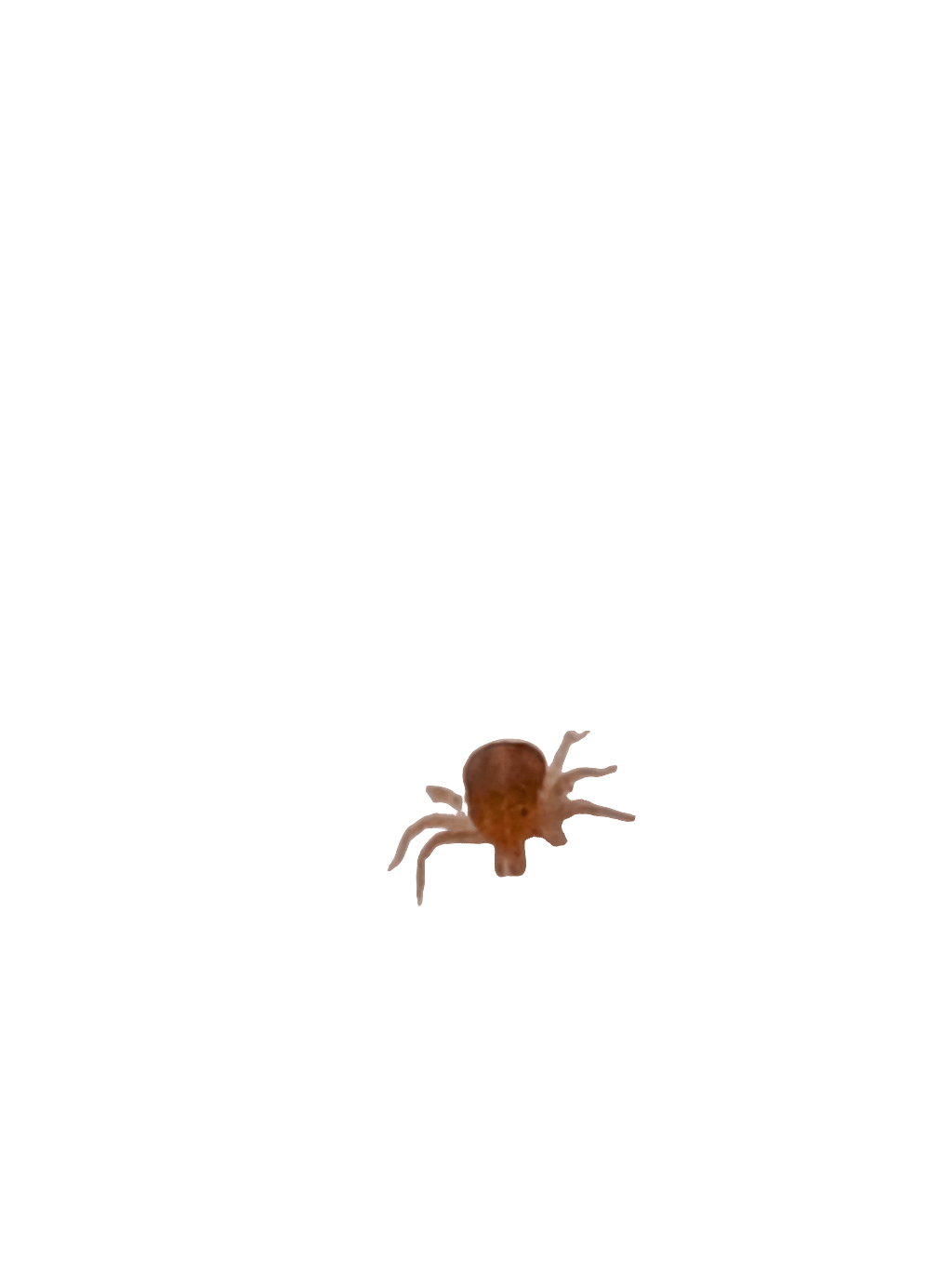 Tick, a recorded specimen