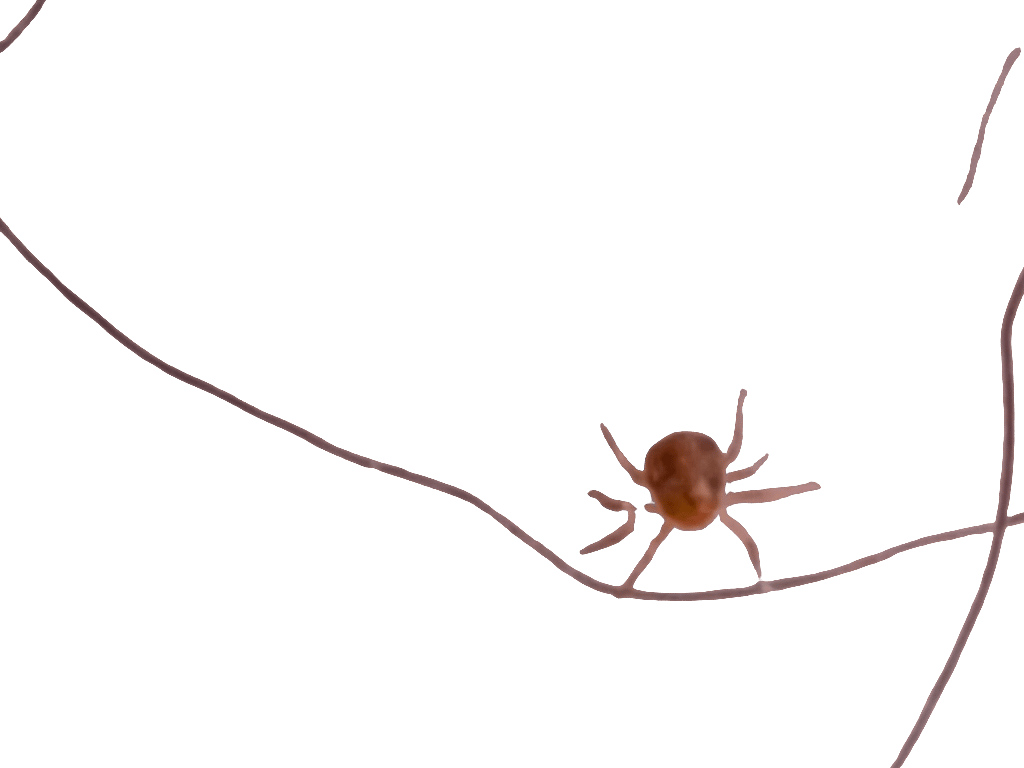 Spider, a recorded specimen